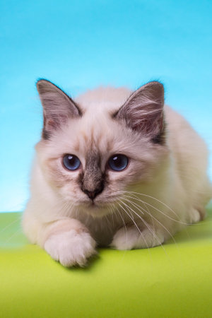 beautiful cat in studio close-up, luxury cat, studio photo, blue-green background, isolatedの写真素材