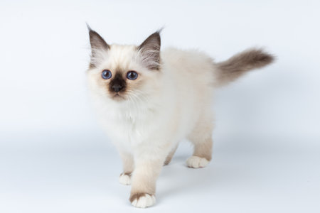 Sacred Birman kitten on a light background, birmaの写真素材