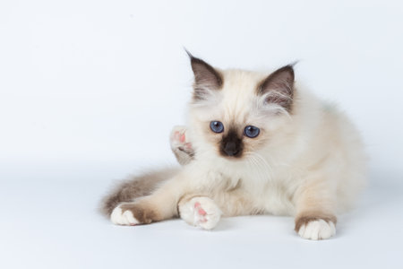 Sacred Birman kitten on a light background, birmaの写真素材