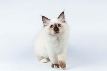 Sacred Birman kitten on a light background, birmaの写真素材