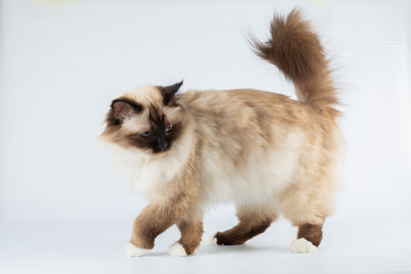 Sacred Birman Cat, birma isolated on a white background, studio photoの写真素材