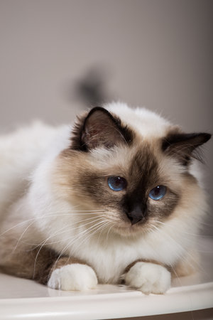 beautiful cat on the table, gray-black, elite cat, small Depth of fieldの写真素材