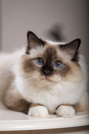 beautiful cat on the table, gray-black, elite cat, small Depth of fieldの写真素材