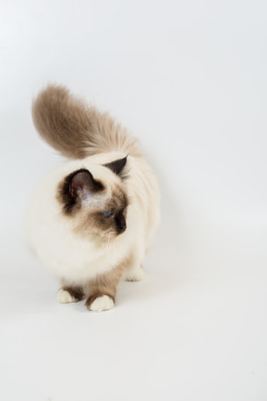 beautiful cat in studio close-up, luxury cat, studio photo, white background, isolatedの写真素材