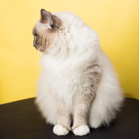 handsome cat in studio close-up, luxury cat, studio photo, black and yellow background, isolatedの写真素材
