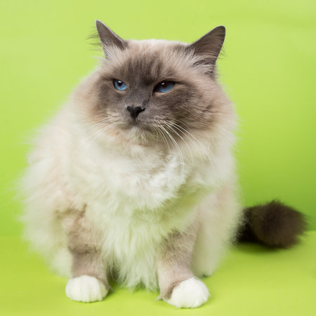 beautiful cat in studio close-up, luxury cat, studio photo, green background hroma keyの写真素材