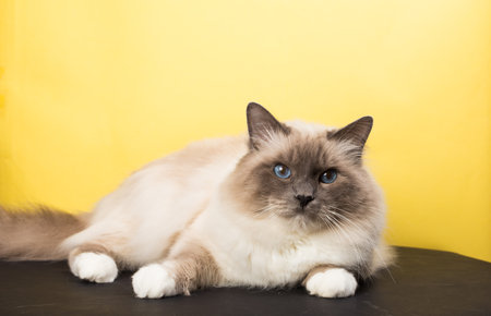 handsome cat in studio close-up, luxury cat, studio photo, black and yellow background, isolatedの写真素材