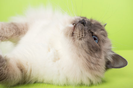 beautiful cat in studio close-up, luxury cat, studio photo, green background hroma keyの写真素材