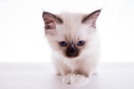 Sacred Birman kitten in the studio, purebred kittens on isolated backgroundの写真素材