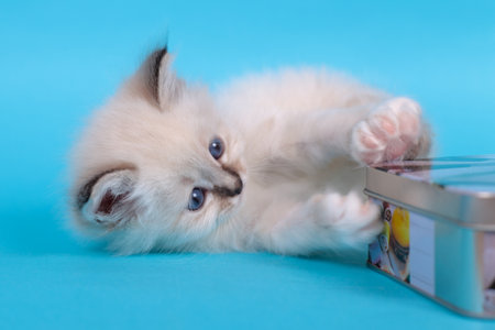 Sacred Birman kitten in the studio, purebred kittens on isolated backgroundの写真素材