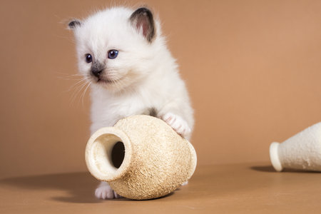 Sacred Birman kitten in the studio, purebred kittens on isolated beige backgroundの写真素材