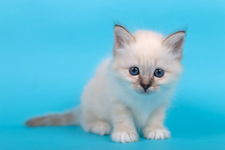 Sacred Birman kitten in the studio, purebred kittens on isolated backgroundの写真素材