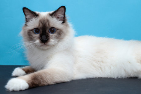 Sacred Birman kitten in the studio, purebred kittens on isolated backgroundの写真素材