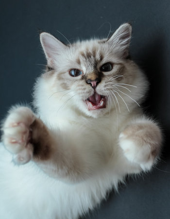 Sacred Birman kitten in the studio, purebred kittens on isolated backgroundの写真素材