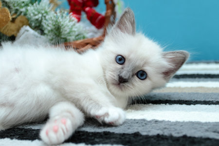 Sacred Birman kitten in the studio, purebred kittens on isolated backgroundの写真素材