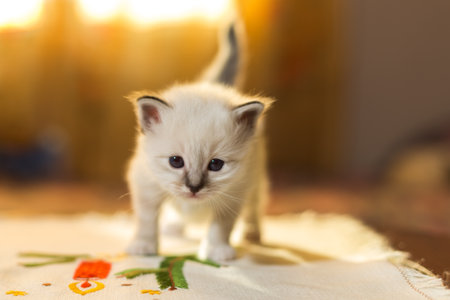 kitten cat breed sacred burma in the interiorの写真素材