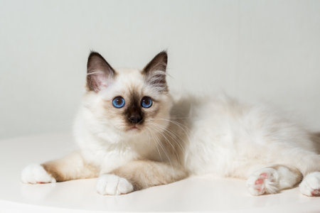 kitten cat breed sacred burma on a light backgroundの写真素材