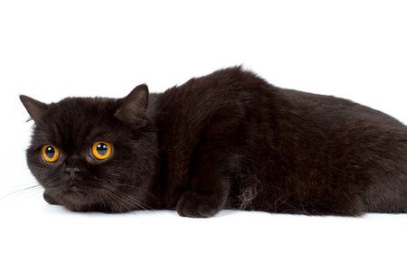 British black cat isolated on a white background, studio photoの写真素材
