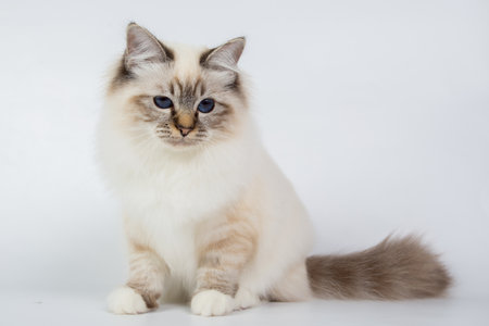 Sacred Birman Cat, birma isolated on a white background, studio photoの写真素材