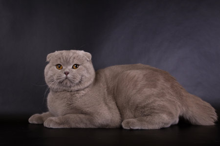Fold cat on a black background in the studioの写真素材