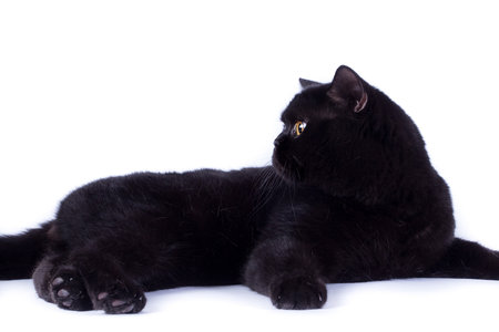 British cat on a white background in the studio isolated, orange eyesの写真素材