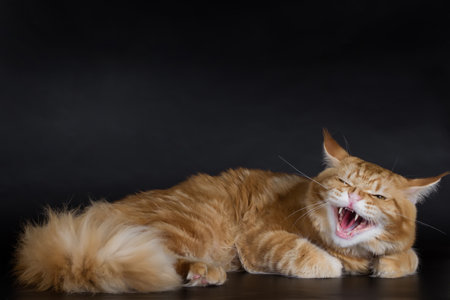 Maine Coon on a black background, a huge bright cat, studio photoの写真素材