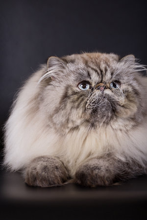 fluffy Persian cat on a black background in the studio,の写真素材
