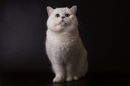 White British cat on a black background in the studioの写真素材