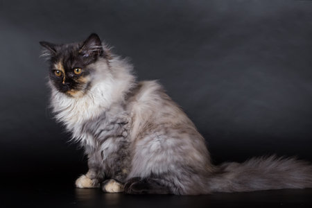 Persian cat, kitten on a black background in the studio, variegated colorの写真素材