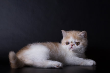 eyed Persian kittens on black background in studioの写真素材