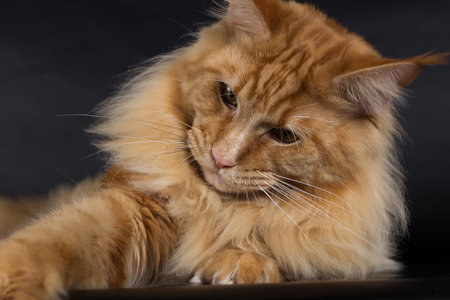 Maine Coon on a black background, a huge red cat, studio photoの写真素材