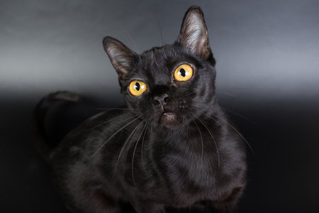 black cat, Burmese on a black background orange eyes, photo studioの写真素材