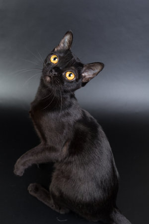 black cat, Burmese on a black background orange eyes, photo studioの写真素材