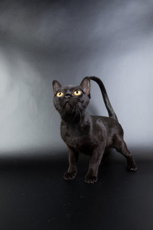 black cat, Burmese on a black background orange eyes, photo studioの写真素材