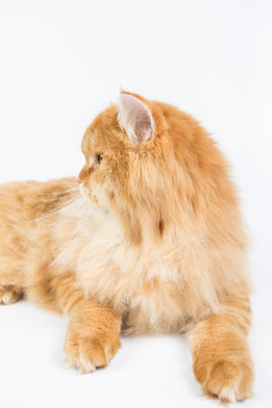 a large purebred red cat on a white background, studio photo, isolated catの写真素材