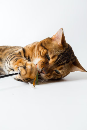 Young Bengal cat on a white background in studio isolated