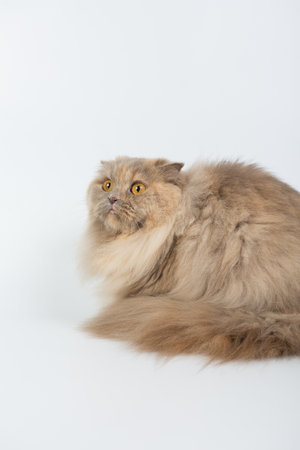 British Longhair on a white background in the studio, isolated, orange eyes, gray catの写真素材
