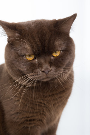 brown British cat on a white background in the studioの写真素材
