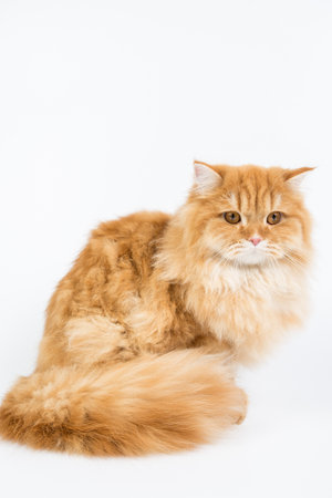 a large purebred red cat on a white background, studio photo, isolated catの写真素材