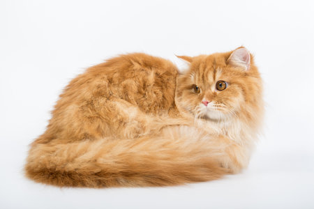 a large purebred red cat on a white background, studio photo, isolated catの写真素材