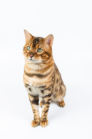 Young Bengal cat on a white background in studio isolated