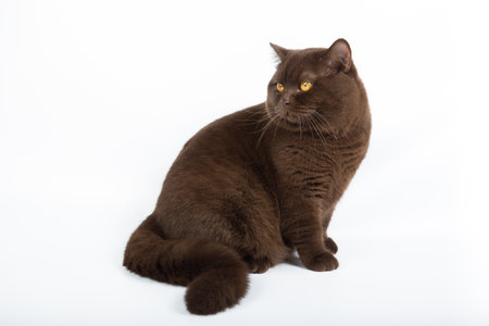 brown British cat on a white background in the studioの写真素材