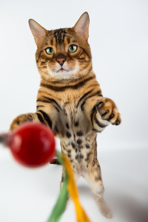 Young Bengal cat on a white background in the studio isolated playing with toy