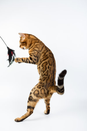 Young Bengal cat on a white background in the studio isolated playing with toyの写真素材