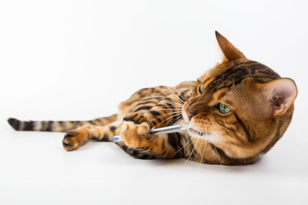 Young Bengal cat on a white background in the studio isolated playing with toyの写真素材