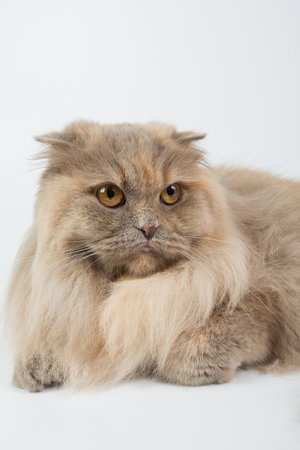 British Longhair on a white background in the studio, isolated, orange eyes, gray catの写真素材