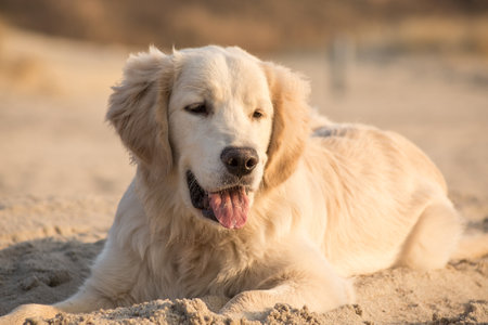 dog breed golden retriever playing in the sand, Baltic sea beach