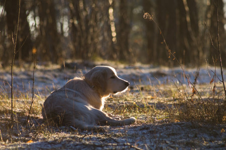 dog breed golden retriever playing in the winter forestの写真素材