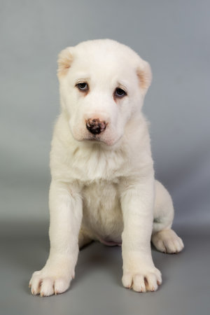 white puppy Alabai on a gray background, studio