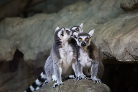 a group of lemurs on a turtle in a terrarium, Riga Zoo